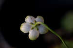 Largeleaf grass of Parnassus